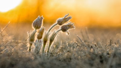 Roland Seichter Fotografie - Pflanzenfotografie - Fotografie einer gefrorenen Küchenschelle im Morgenlicht