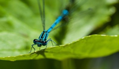 Roland Seichter Fotografie - Tierfotografie - Blaue Libelle auf einem grünen Blatt von vorn