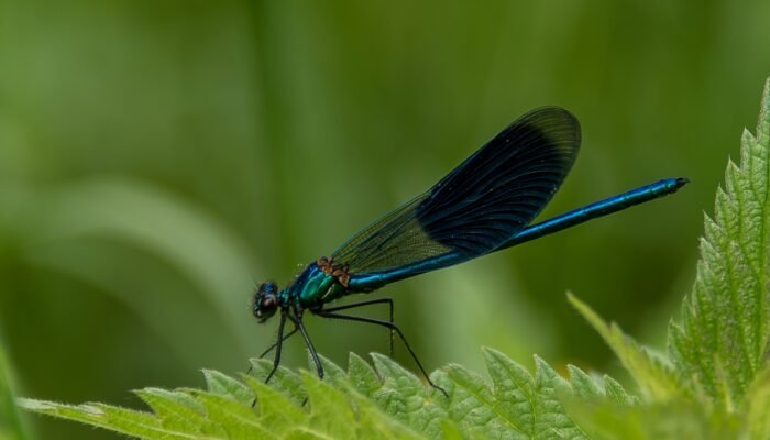 Roland Seichter Fotografie - Tierfotografie - Dunkelblaue Libelle mit dunklen Flügeln seitlich fotografiert auf einem grünen Blatt