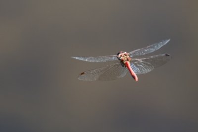 Roland Seichter Fotografie - Tierfotografie - Fliegende Libelle