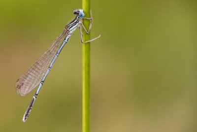Roland Seichter Fotografie - Tierfotografie - Hellblaue Libelle an einem Grashalm hängend