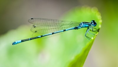 Roland Seichter Fotografie - Tierfotografie - Blaue Libelle auf einem grünen Blatt