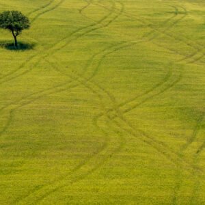 Einsamer Baum auf grüner Wiese als Wandbild