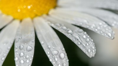 Roland Seichter Fotografie - Pflanzenfotografie - Pflanze in Nahaufnahme, Margerite Variante 1