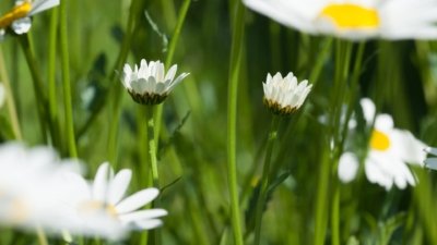 Roland Seichter Fotografie - Pflanzenfotografie - Pflanze in Nahaufnahme, Margerite Variante 2