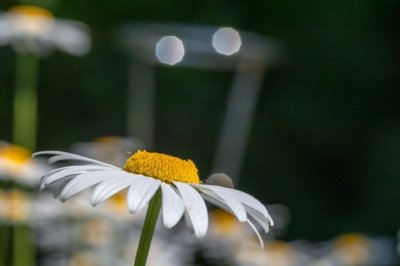 Roland Seichter Fotografie - Pflanzenfotografie - Pflanze in Nahaufnahme, Margerite Variante 3