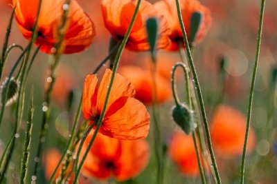 Roland Seichter Fotografie - Pflanzenfotografie - Pflanzen in Nahaufnahme, Mohnblumen, Variante 1