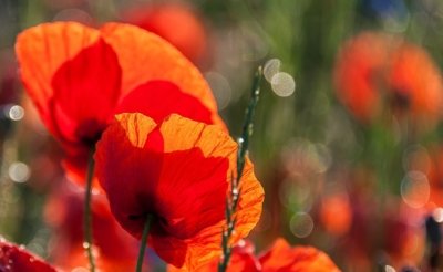 Roland Seichter Fotografie - Pflanzenfotografie - Pflanzen in Nahaufnahme, Mohnblumen, Variante 10