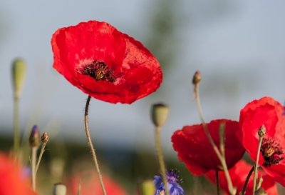 Roland Seichter Fotografie - Pflanzenfotografie - Pflanzen in Nahaufnahme, Mohnblumen, Variante 11