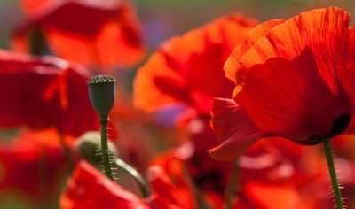 Roland Seichter Fotografie - Pflanzenfotografie - Pflanzen in Nahaufnahme, Mohnblumen, Variante 12