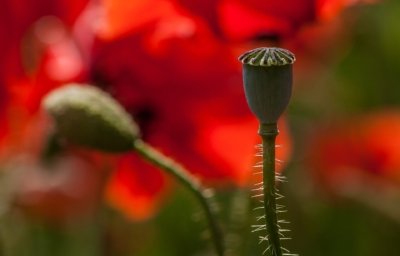 Roland Seichter Fotografie - Pflanzenfotografie - Pflanzen in Nahaufnahme, Mohnblumen, Variante 13