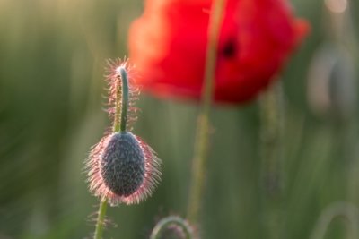 Roland Seichter Fotografie - Pflanzenfotografie - Pflanzen in Nahaufnahme, Mohnblumen, Variante 14