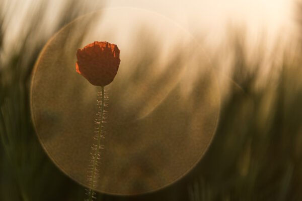 Roland Seichter Fotografie - einzigartige Wandbilder - Pflanzenfotografie - Mohn - Variante 12