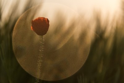 Roland Seichter Fotografie - Pflanzenfotografie - Pflanzen in Nahaufnahme, Mohnblumen, Variante 15