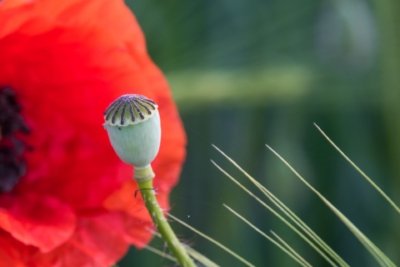 Roland Seichter Fotografie - Pflanzenfotografie - Pflanzen in Nahaufnahme, Mohnblumen, Variante 16