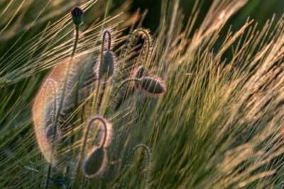 Roland Seichter Fotografie - Pflanzenfotografie - Pflanzen in Nahaufnahme, Mohnblumen, Variante 17