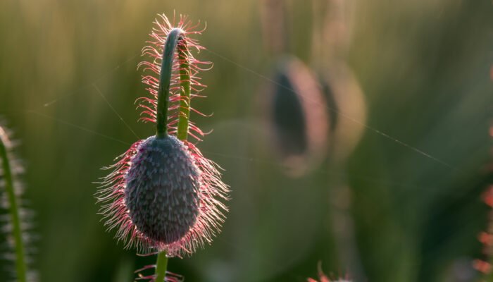 Roland Seichter Fotografie - einzigartige Wandbilder - Pflanzenfotografie - Mohn - Variante 14