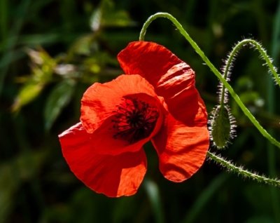 Roland Seichter Fotografie - Pflanzenfotografie - Pflanzen in Nahaufnahme, Mohnblumen, Variante 19