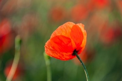 Roland Seichter Fotografie - Pflanzenfotografie - Pflanzen in Nahaufnahme, Mohnblumen, Variante 2