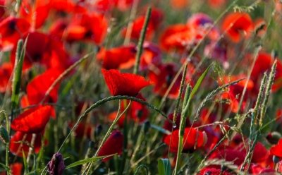 Roland Seichter Fotografie - Pflanzenfotografie - Pflanzen in Nahaufnahme, Mohnblumen, Variante 3