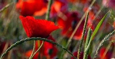Roland Seichter Fotografie - Pflanzenfotografie - Pflanzen in Nahaufnahme, Mohnblumen, Variante 4