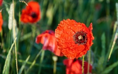 Roland Seichter Fotografie - Pflanzenfotografie - Pflanzen in Nahaufnahme, Mohnblumen, Variante 5