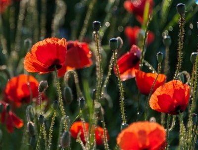 Roland Seichter Fotografie - Pflanzenfotografie - Pflanzen in Nahaufnahme, Mohnblumen, Variante 7