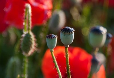 Roland Seichter Fotografie - Pflanzenfotografie - Pflanzen in Nahaufnahme, Mohnblumen, Variante 8