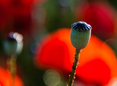 Roland Seichter Fotografie - Pflanzenfotografie - Pflanzen in Nahaufnahme, Mohnblumen, Variante 9