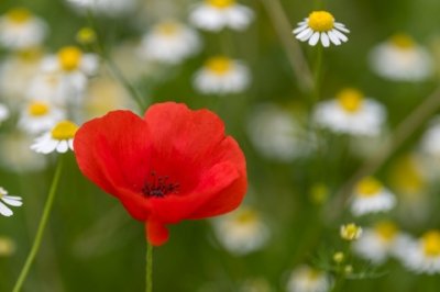 Roland Seichter Fotografie - Pflanzenfotografie - Eine einzelne Mohnblume im Margeritenfeld