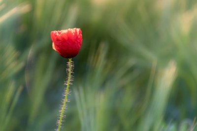 Roland Seichter Fotografie - Pflanzenfotografie - Pflanzen in Nahaufnahme, eine einzelne Mohnblume