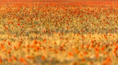 Roland Seichter Fotografie - Pflanzenfotografie - Ein großes Mohnblumenfeld