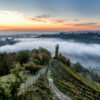 Roland Seichter Fotografie - Einzigartige Wandbilder - Landschaftsfotografie - Morgennebel im Weinberg, Blick auf einen Weinberg, der von Nebelschwaden umhüllt ist. Im Hintergrund ein Morgenhimmel