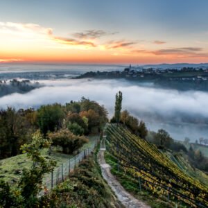 Roland Seichter Fotografie - Einzigartige Wandbilder - Landschaftsfotografie - Morgennebel im Weinberg, Blick auf einen Weinberg, der von Nebelschwaden umhüllt ist. Im Hintergrund ein Morgenhimmel