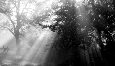 Roland Seichter Fotografie - Landschaftsfotografie - Bäume im Nebel, die Sonne hinter den Bäumen erzeugt markante Lichtspuren. Schwarz/Weiß