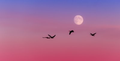 Roland Seichter Fotografie - Tierfotografie - Vier Wilgänse fliegen in die Nacht, der Vollmond im Hintergrund
