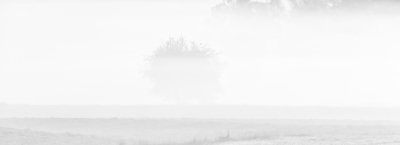 Roland Seichter Fotografie - Abstrakte Fotografie - Landschaftsfotografie eines Baums im dichten Nebel. Man erkennt nicht viel wegen des Nebels