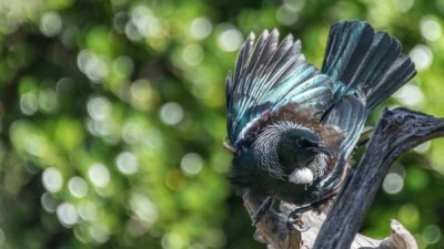 Roland Seichter Fotografie - Tierfotografie - Portrait eines Neuseeland Tui, Variante 2