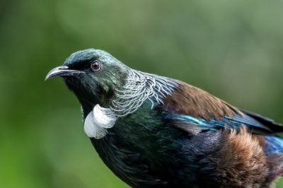 Roland Seichter Fotografie - Tierfotografie - Portrait eines Neuseeland Tui