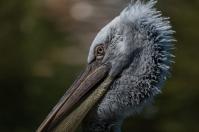 Roland Seichter Fotografie - Tierfotografie - Kopfansicht eines Pelikan