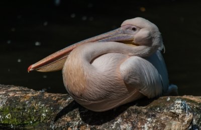 Roland Seichter Fotografie - Tierfotografie - Portrait eines Pelikan