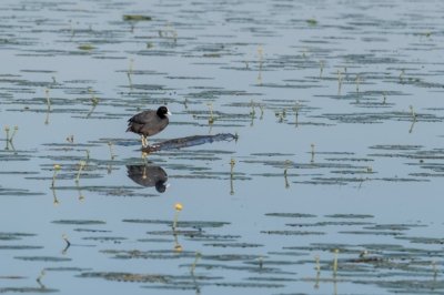 Roland Seichter Fotografie - Tierfotografie - Ein Blesshuhn steht auf einem schwimmenden Ast im Wasser, Das Motiv spiegelt sich im Wasser