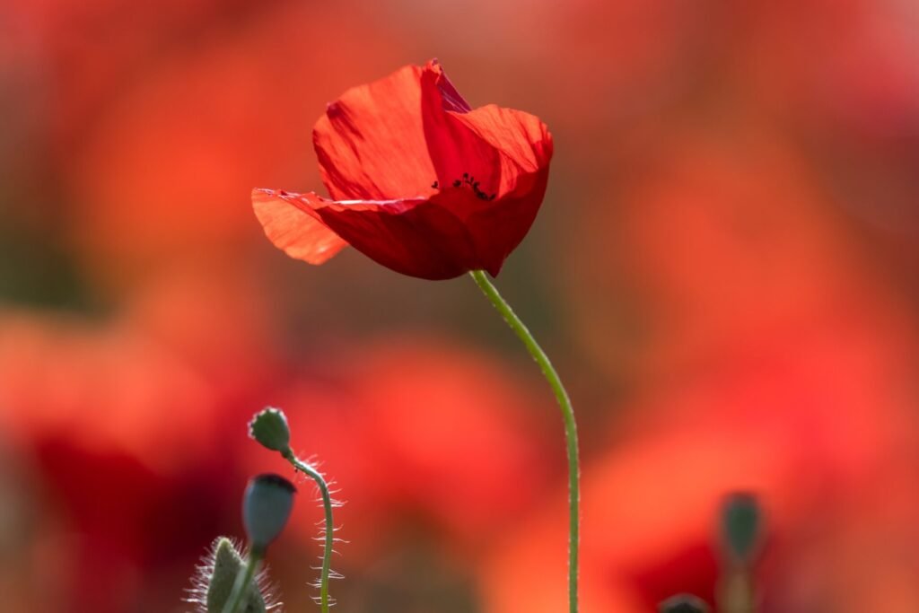 Roland Seichter Fotografie - Toscana nella nebbia - Einzelne Mohnblume vor rotem Hintergrund