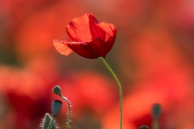 Roland Seichter Fotografie - Pflanzenfotografie - Ein Mohnblume vor rotem Hintergrund