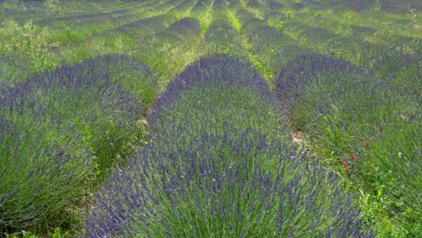 Roland Seichter Fotografie - Einzigartige Wandbilcer - Landschaftsfotografie eines Lavendelfeldes der Provence Variante 1