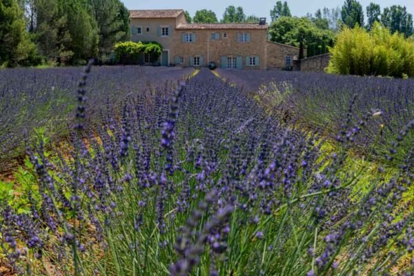 Roland Seichter Fotografie - Einzigartige Wandbilder - Landschaftsfotografie eines Lavendelfeldes der Provence Variante 2