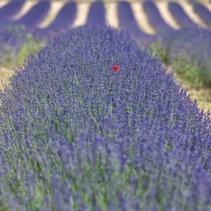 Roland Seichter Fotografie - Einzigartige Wandbilder - Landschaftsfotografie eines Lavendelfeldes der Provence Variante 3