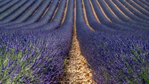Roland Seichter Fotografie - Einzigartige Wandbilder - Landschaftsfotografie eines Lavendelfeldes der Provence Variante 6
