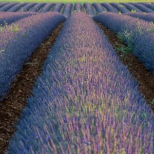 Roland Seichter Fotografie - Einzigartige Wandbilder - Landschaftsfotografie eines Lavendelfeldes der Provence Variante 7