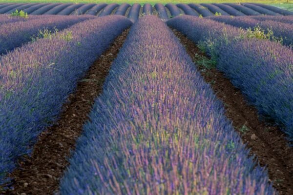 Roland Seichter Fotografie - Einzigartige Wandbilder - Landschaftsfotografie eines Lavendelfeldes der Provence Variante 7